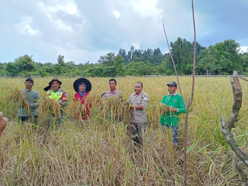 Ketahanan Pangan Di Desa Kuala Bakti Salah Satunya Iyalah Bagian Pertanian Padi 